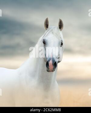 Stallone arabo bianco in ritratto del deserto Foto Stock