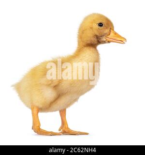 Cute 3 giorni vecchio anatroccolo peching in piedi sensi laterali. Isolato su sfondo bianco. Foto Stock