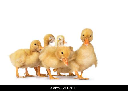 Gruppo di graziose anatroccoli di 3 giorni che camminano lungo i lati verso la macchina fotografica. Isolato su sfondo bianco. Foto Stock