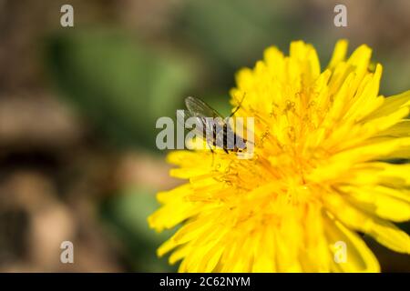 Una mosca su un dente di leone giallo. Riprese macro. Foto Stock