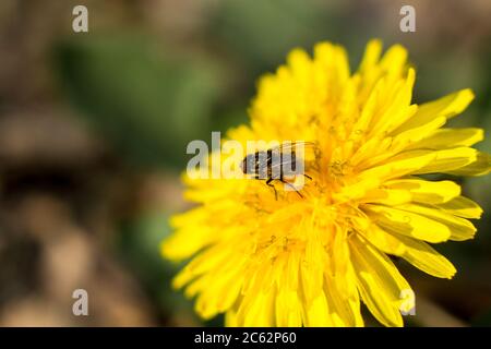 Una mosca su un dente di leone giallo. Riprese macro. Foto Stock
