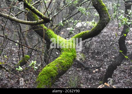 Tronco di albero in una foresta nebbiosa Foto Stock