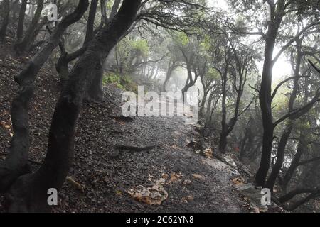 Un percorso in una foresta di mistero Foto Stock