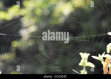 Ragnatela sulla vegetazione Foto Stock