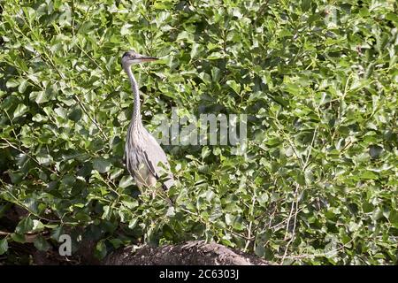 Airone grigio (Ardea cinerea) arroccato su tronco di albero sopravissuto e in agguato per il pesce sulla riva del lago Brunau, Germania Foto Stock