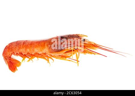 Un langostino di gamberi crudo isolato su sfondo bianco Foto Stock