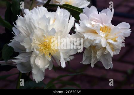 Peony di selezione Cinese. Nel giardino crescono belle e bianche le doppie peonie. Due fiori. Foto Stock