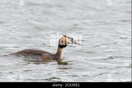 grande grebe crestato sull'acqua Foto Stock