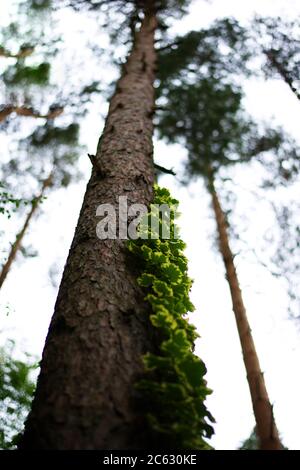 ivy arrampicarsi su albero in foresta Foto Stock