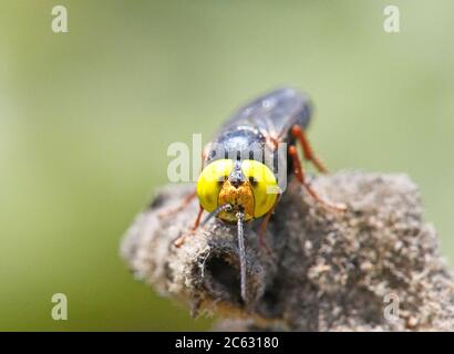 Bembix Sand Wasp Foto Stock