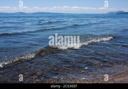 La riva del lago Taupo, Nuova Zelanda Foto Stock