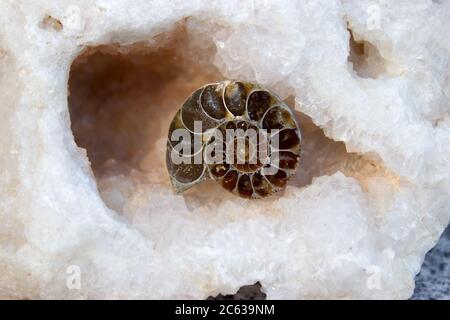 Fossile di Ammonite è situato in fluorite trasparente Foto Stock