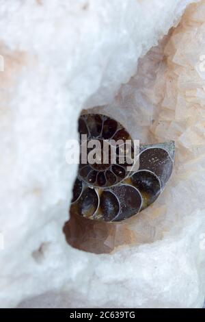 Fossile di Ammonite è situato in fluorite trasparente Foto Stock