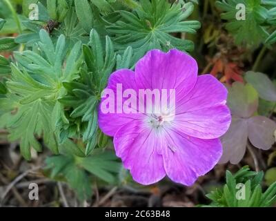 Un fiore viola sanguinoso della cranesbill (Geranium Sanguineum) su un letto di foglie verdi con alcune ombre in una giornata di sole. Foto Stock