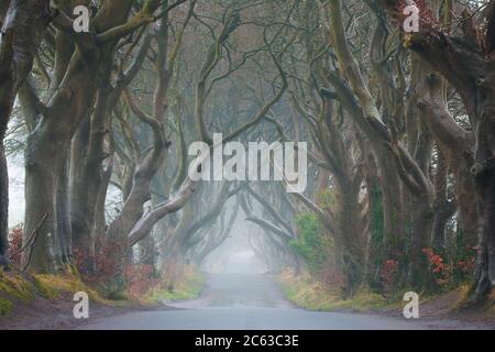 The Dark Hedges dalla contea di Antrim, Irlanda del Nord giorno foggy Foto Stock