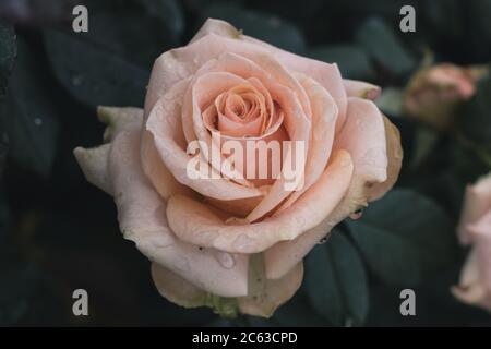 Primo piano di rosa in cespuglio con gocce di pioggia sui petali Foto Stock