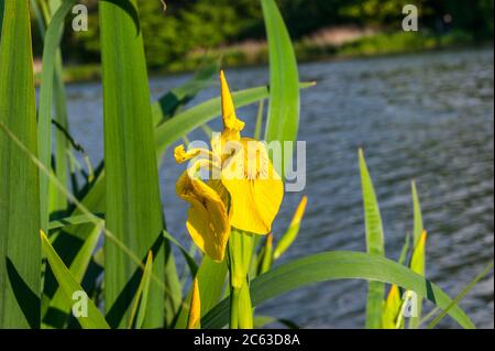 Bandiera gialla Iris pseudacorus fiore Foto Stock