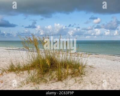 Sera Oats sulla spiaggia sul Golfo del Messico Lido Beach sul Lido Key di Sarasota Florida negli Stati Uniti Foto Stock