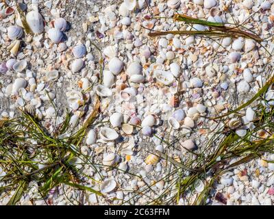 Conchiglie sulla spiaggia del Golfo del Messico sull'isola di Sanibel, Florida negli Stati Uniti Foto Stock