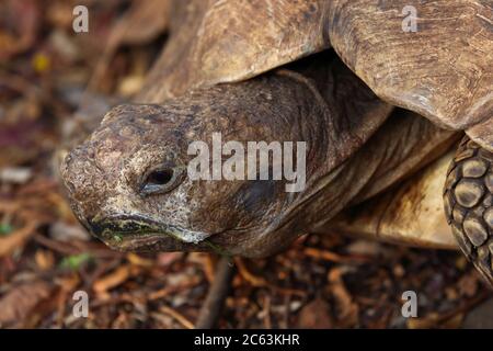 Viso tartaruga leopardata africano invecchiato (Stigmochelys pardalis) Foto Stock