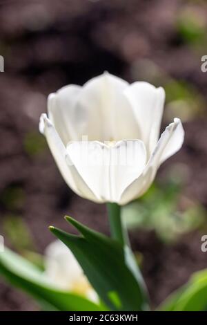 Primo piano tulipano bianco fiore, foto verticale. Fiore di primavera in una giornata di sole Foto Stock