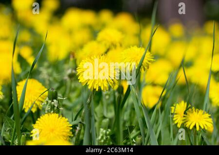 In fiore, nel parco in primavera, sono presenti dei ghiandeli gialli (Taraxacum officinale). Fiori di dente di leone primo piano. Foto Stock