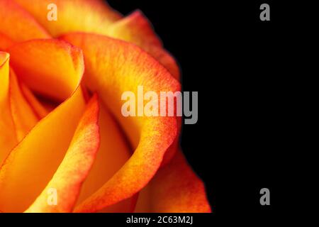 Rosa gialla con bordi rossi. Isolato, sfondo macro. Rosa arancione Foto Stock