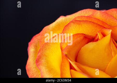 Rosa gialla con bordi rossi. Isolato su sfondo macro nero. Rosa arancione Foto Stock