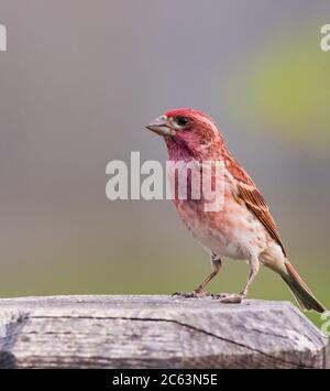 Primo piano di porpora casa fringuello con sfondo sfocato. Foto Stock