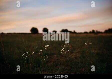 Erbacce alte con fiori bianchi in un campo aperto a. tramonto Foto Stock