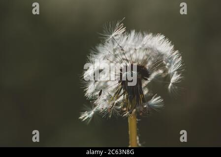 Primo piano di un soffice fiore di dente di leone con sfondo sfocato. Foto Stock