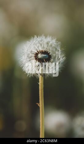 Primo piano di un soffice fiore di dente di leone con sfondo sfocato. Foto Stock