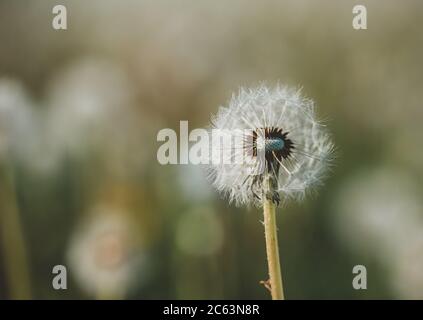 Primo piano di un soffice fiore di dente di leone con sfondo sfocato. Foto Stock