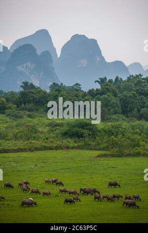 Bufali acquatici asiatici sul campo nella Cina rurale Foto Stock