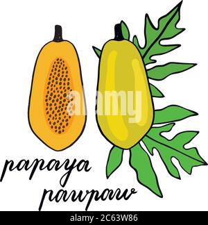 Illustrazione vettoriale disegnata a mano con disegno papaya. Dolce esotico Thailandia papaya. Un frutto intero e mezzo frutto con semi. Il pawpaw lascia Illustrazione Vettoriale