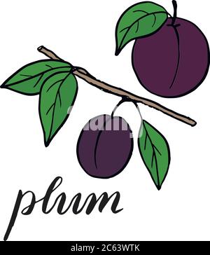 Prugna su un ramo con foglie. Disegno di una pota con una foglia verde. Immagine vettoriale disegnata a mano. Schizzo vettoriale Illustrazione Vettoriale
