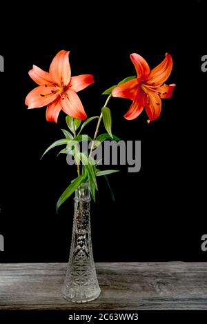 Gigli arancioni in vaso di vetro su sfondo nero. Concetto di Festa della mamma o di San Valentino. Anche il concetto di simpatia e di cordoglio Foto Stock