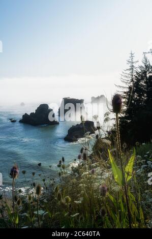 Cataste di mare e fiori selvatici sull'immagine verticale della costa dell'Oregon Foto Stock