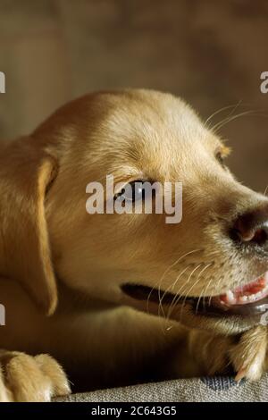 GOLDEN LABRADOR RETRIEVER CUCCIOLO CARINO E ADORABILE Foto Stock