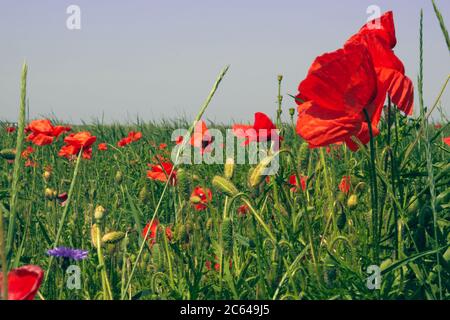 Fiori papaveri rossi fioriscono su campo selvaggio. Splendidi pop-in rosso con sfocatura selettiva. Pomeriggio luce solare soffusa, tramonto. Panorama. Foto Stock