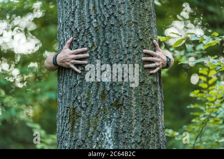 le mani maschili abbracciano un albero nei boschi Foto Stock