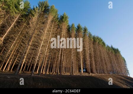 Abeti in fila, Cezallier, Puy de Dome. Francia Foto Stock