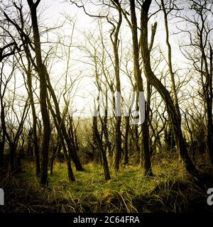 Alberi, effetto vintage, Francia Foto Stock