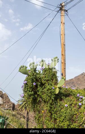 Higo pico, tonno, cactus di pera di prickly a Masca, Tenerife, Isole Canarie, Spagna Foto Stock