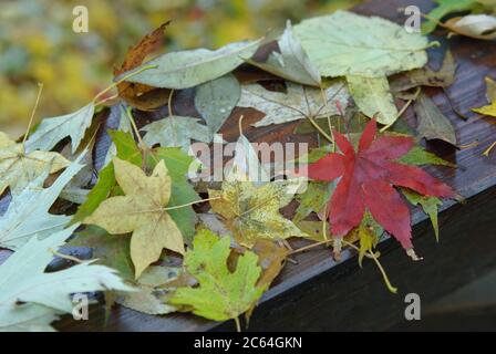 Aceretum, Japanischer Fecher-Ahorn Acer palmatum Osakazuki, Zoeschener Ahorn Acer × zoeschense Foto Stock