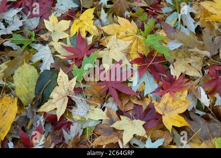 Laubfall im Aceretum, Japanischer Fecher-Ahorn Acer palmatum Osakazuki, Silber-Ahorn Acer saccharinum, Zoeschener Ahorn Acer × zoeschense Foto Stock