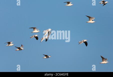 Gregge di gabbiani dal taglio snello (Chromicocephalus genei) che migrano lungo la costa di Tarifa, nel sud della Spagna, durante la migrazione autunnale. Foto Stock