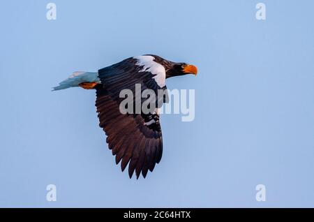 Wintering Steller's Sea Eagle (Haliaetus pelagicus) sull'isola di Hokkaido in Giappone. Adulto in volo con la luce del mattino presto, visto da un lato. Foto Stock