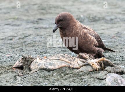 Brown Skua (Stercorarius antarcticus lonnbergi) sulla spiaggia dell'isola di Macquarie, Australia. Mangiare da un sigillo morto. Foto Stock