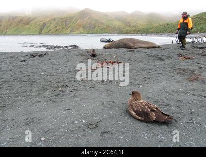 Brown Skua (Stercorarius antarcticus lonnbergi) che riposa sulla costa dell'isola di Macquarie, Australia. Eco turista che passeggiando lungo la spiaggia. Foto Stock